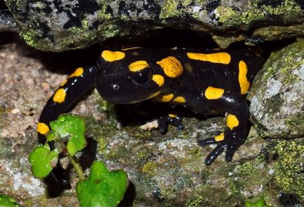 Köszönetet Frog fogyasztják, hogy a kétéltűek esznek rovarokat, hogy a tartály, a hőmérséklet mód