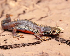 Köszönetet Frog fogyasztják, hogy a kétéltűek esznek rovarokat do tartály, hőmérséklet-vezérlés