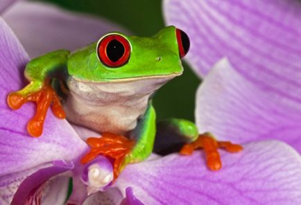 Mulțumit Broaștele mănâncă că mănâncă amfibieni fac un container pentru insecte, un regim de temperatură pentru