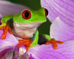Köszönetet Frog fogyasztják, hogy a kétéltűek esznek rovarokat do tartály, hőmérséklet-vezérlés