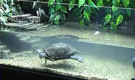 Hol lehet megvásárolni, hogyan kell kiválasztani, és hogyan kell felszerelni a akváriumot teknősök