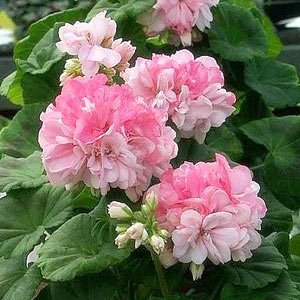 Geranium (Pelargonium) de îngrijire la domiciliu