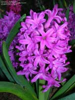 Гіацинт - hyacinthus опис і догляд на