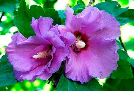 Hibiscus grădină (Siria) plantare și îngrijire în teren deschis