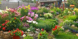 Hibiscus grădină (Siria) plantare și îngrijire în teren deschis