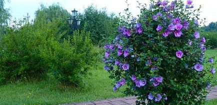 Hibiscus Garden (szír) ültetés és gondozás a nyílt terepen