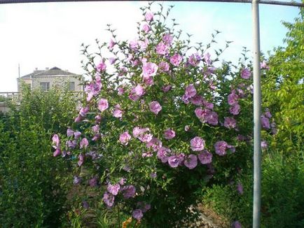 Hibiscus sirian - plantare și îngrijire, în creștere din semințe în suburbii, fotografie, video