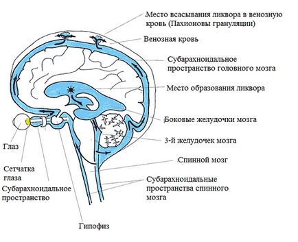 мозъка Хидроцефалия при кърмачета до 1 година (новородени), воднянка след една година, симптоми,