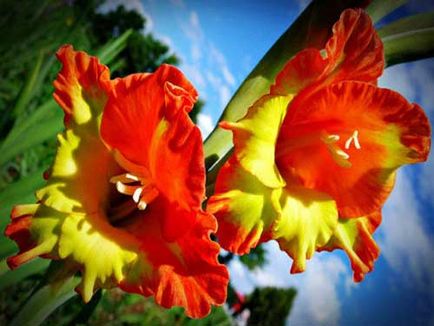 Gladioli-plantare și de îngrijire
