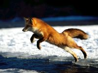 Голос лисиці лисиці mp3 голос крики лисиця звичайна (vulpes vulpes) слухати скачати онлайн