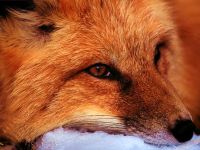 Voce fox fox mp3 voce strigă fox vulgar (vulpes vulpes) ascultă descărca online