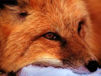 Голос лисиці лисиці mp3 голос крики лисиця звичайна (vulpes vulpes) слухати скачати онлайн