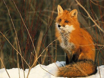 Голос лисиці лисиці mp3 голос крики лисиця звичайна (vulpes vulpes) слухати скачати онлайн