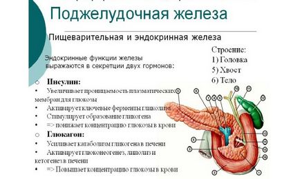 Гормони підшлункової залози, їх функції та наслідки при порушеннях вироблення інсулін, глюкагон,