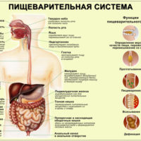 Hormonii pancreasului, funcțiile și consecințele acestora pentru încălcări ale producției de insulină, glucagon,