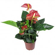 Pot növények, virágzás, Anthurium andrianum Sierra (növények) Cserepes növények, virágzó, Anthurium andrianum Sierra
