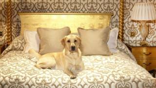 Готельні послуги для собак меню, лімузин і квиток в оперу - bbc російська служба