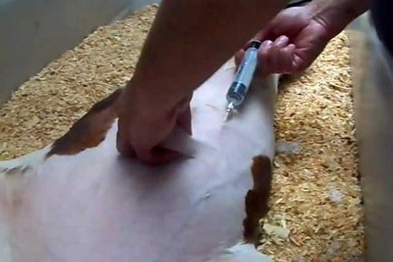 Hernia unui vițel ce să facă, hernie ombilicală în tratamentul vițeilor (foto)