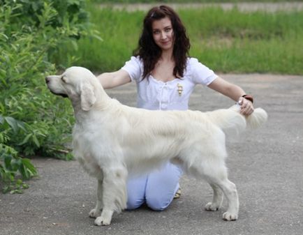 Ápoláshoz, Nyizsnyij Novgorod portál kutya események