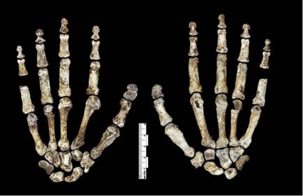 Homo naledi a mers ca niște oameni și a urcat copacii ca o maimuță