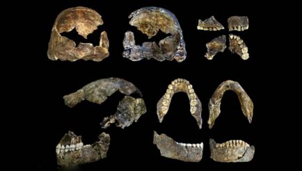 Homo Naledi gyalogos emberek és fára mászni, mint egy majom (Naledi) Homo Naledi sétálok az emberek és a fára mászni, mint egy majom
