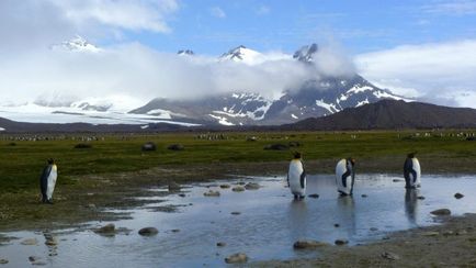 Imperiul pinguinului (aptenodytes forsteri) descriere, reproducere, fotografie