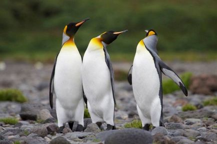 Imperiul pinguinului (aptenodytes forsteri) descriere, reproducere, fotografie