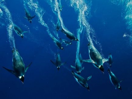 Imperiul pinguinului (aptenodytes forsteri) descriere, reproducere, fotografie