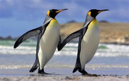 Імператорський пінгвін (aptenodytes forsteri) опис, розмноження, фото