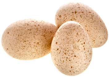 Індичі яйця - корисні і небезпечні властивості індичих яєць