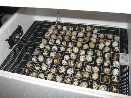 Incubator pentru prepelițe din plastic spumos cu mâinile proprii, desene și instrucțiuni pentru înlăturarea ouălor de prepelite