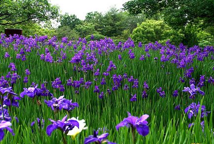 Iris este floarea zeiței curcubeu, o revistă online pozitivă