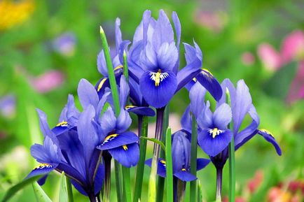 Iris este floarea zeiței curcubeu, o revistă online pozitivă