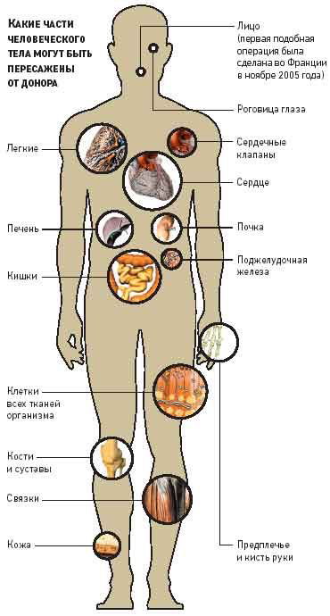 Istoricul transplantului de organe, instituția autonomă de stat din Kemerovo