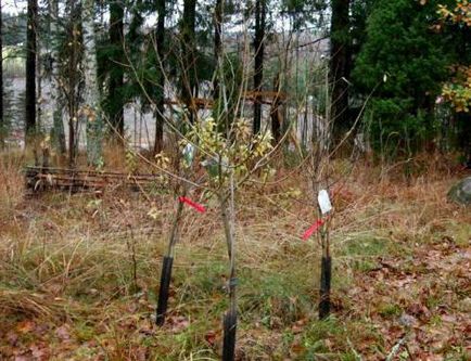 Salix fragilis leírás, fényképek (rideg) Salix fragilis leírás, fotók