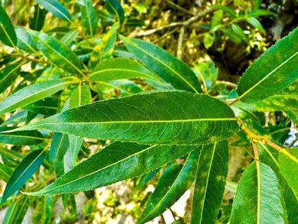Salix fragilis leírás, fényképek (leírás) Salix fragilis leírás, fotók