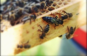 Яка порода бджіл краще карпатка або карника, і в чому полягають відмінності між ними