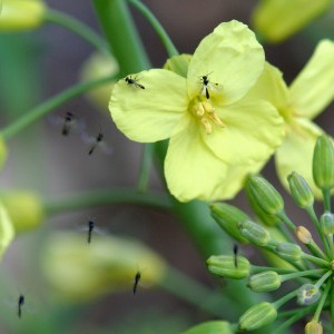 Cum să tratăm gnats de ce apar, specii, prevenire