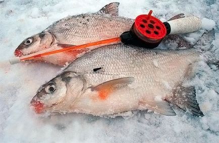 Hogyan lehet hatékonyan elkapni a téli ráz horgászbotot - az alapvető játékszabályokat mormyshkas