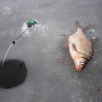 Cum de a prinde în mod eficient mormyshk cu o tija de pescuit de iarnă - regulile de bază ale jocului mormyshkoy