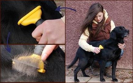 Cum și ce să curețe lana unui câine