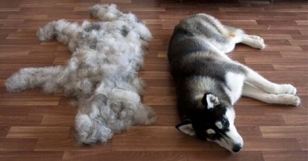 Як і чим вичісувати шерсть у собаки