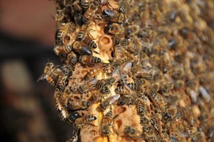 Care sunt rasele de albine din Rusia și cum diferă unele de altele?