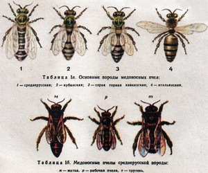 Які бувають породи бджіл вУкаіни і чим вони відрізняються один від одного