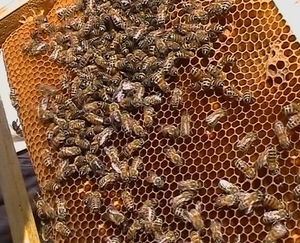 Які бувають породи бджіл вУкаіни і чим вони відрізняються один від одного