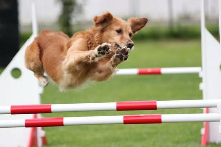 Care sunt tipurile de sport de antrenament pentru câini