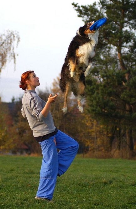 Care sunt tipurile de sport de antrenament pentru câini