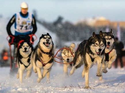 Які бувають спортивні види дресирування собак