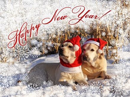 Які є смішні, прикольні, смішні листівки в новий рік собакі2018