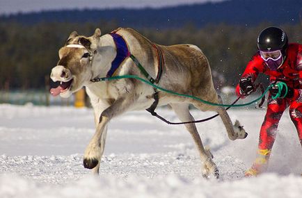 Hogyan és hol kell ünnepelni Szilveszter 2016 szokatlan, eredeti és szórakoztató